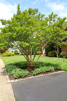 Crepe Myrtle Bush & Perennial Geraniums