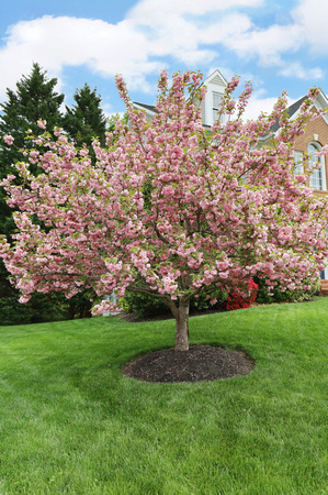 Cherry Tree in Bloom (2024)